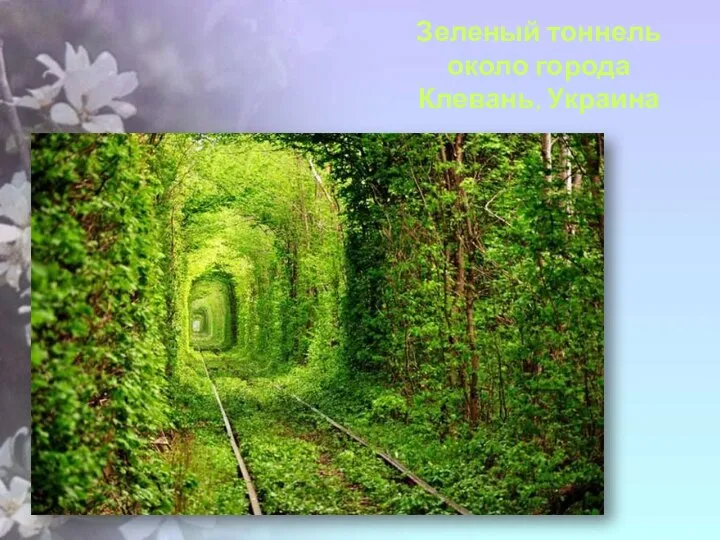 Зеленый тоннель около города Клевань, Украина
