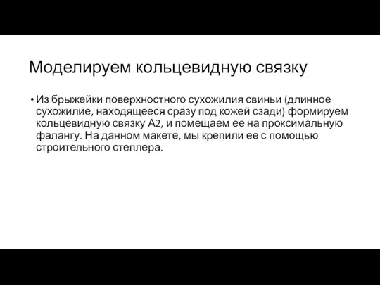 Моделируем кольцевидную связку Из брыжейки поверхностного сухожилия свиньи (длинное сухожилие, находящееся сразу