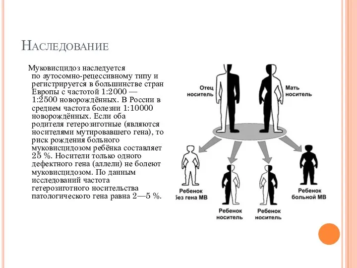 Наследование Муковисцидоз наследуется по аутосомно-рецессивному типу и регистрируется в большинстве стран Европы