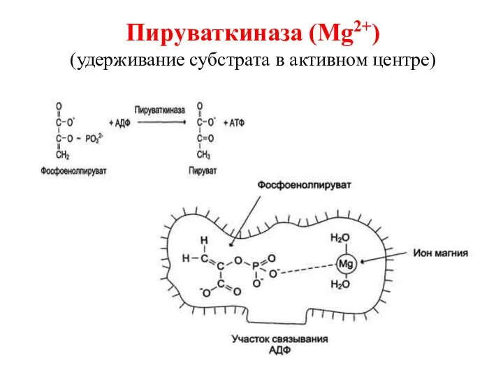Пируваткиназа (Mg2+) (удерживание субстрата в активном центре)