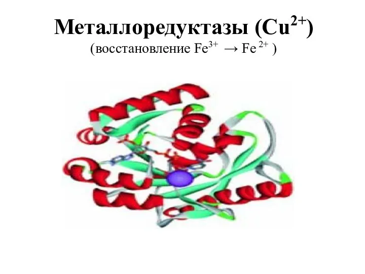 Металлоредуктазы (Cu2+) (восстановление Fe3+ → Fe 2+ )