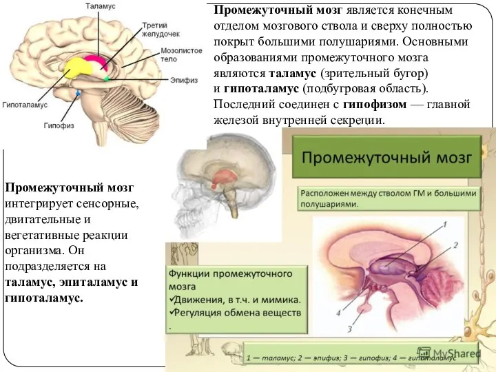 Промежуточный мозг является конечным отделом мозгового ствола и сверху полностью покрыт большими