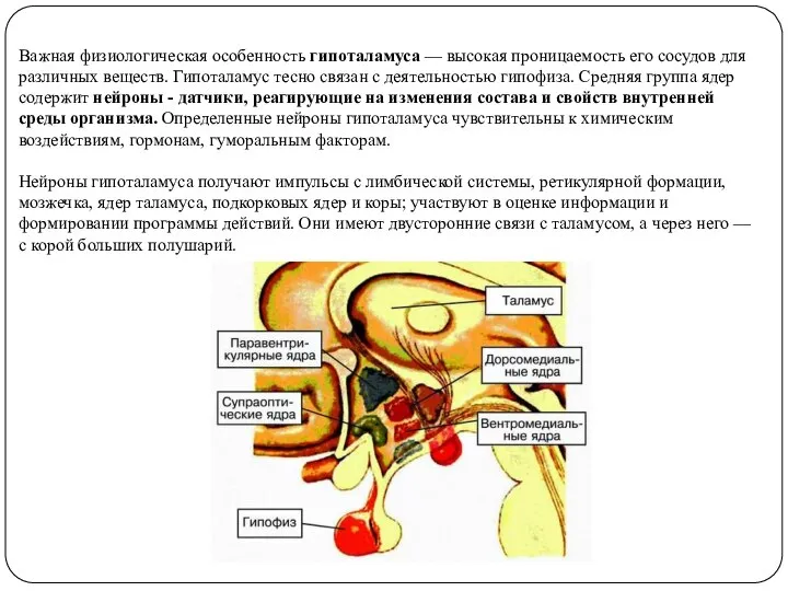 Важная физиологическая особенность гипоталамуса — высокая проницаемость его сосудов для различных веществ.