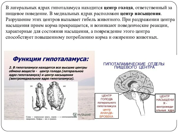 В латеральных ядрах гипоталамуса находится центр голода, ответственный за пищевое поведение. В