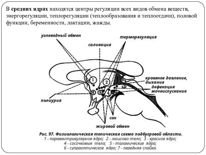 В средних ядрах находятся центры регуляции всех видов обмена веществ, энергорегуляции, теплорегуляции