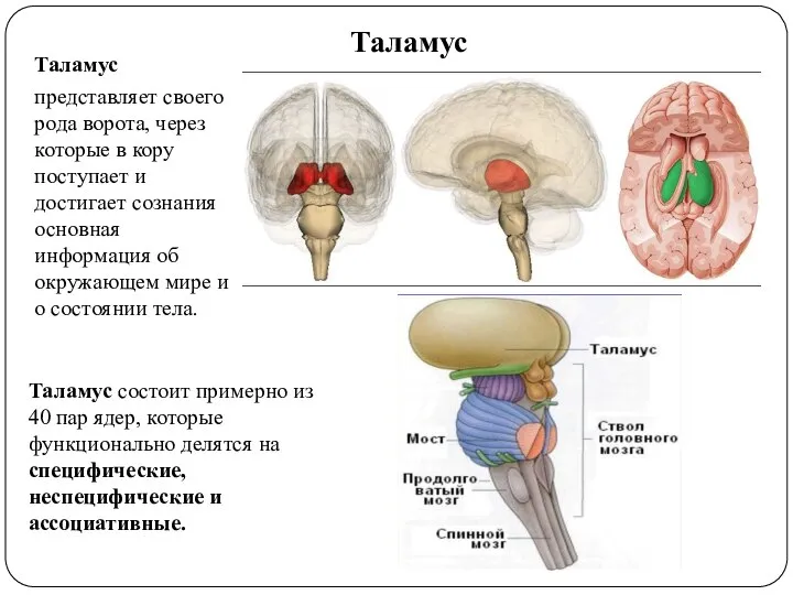 Таламус Таламус представляет своего рода ворота, через которые в кору поступает и