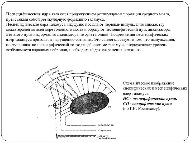 Неспецифические ядра являются продолжением ретикулярной формации среднего мозга, представляя собой ретикулярную формацию