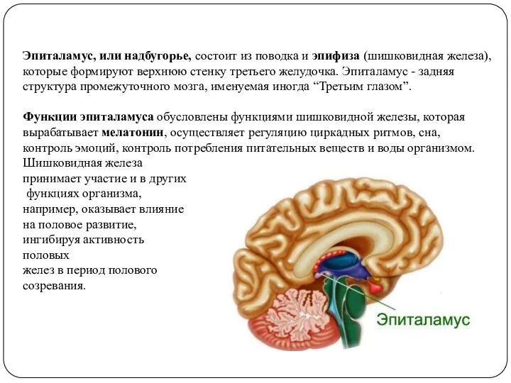 Эпиталамус, или надбугорье, состоит из поводка и эпифиза (шишковидная железа), которые формируют