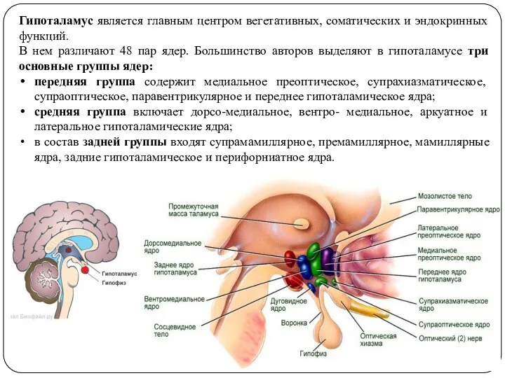 Гипоталамус является главным центром вегетативных, соматических и эндокринных функций. В нем различают