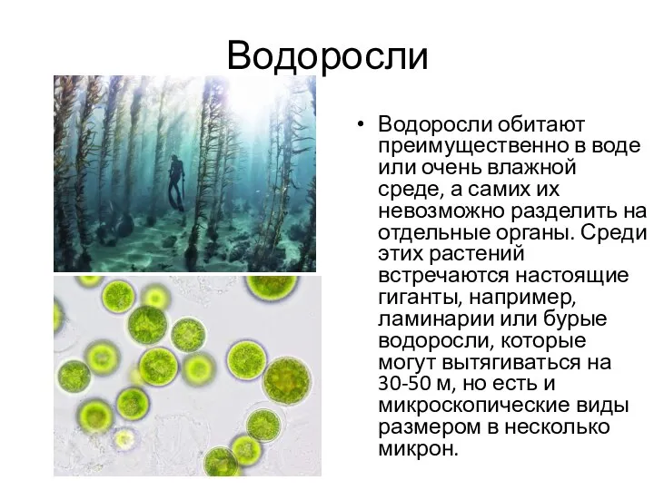 Водоросли Водоросли обитают преимущественно в воде или очень влажной среде, а самих