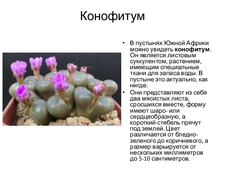 Конофитум В пустынях Южной Африки можно увидеть конофитум.Он является листовым суккулентом, растением,