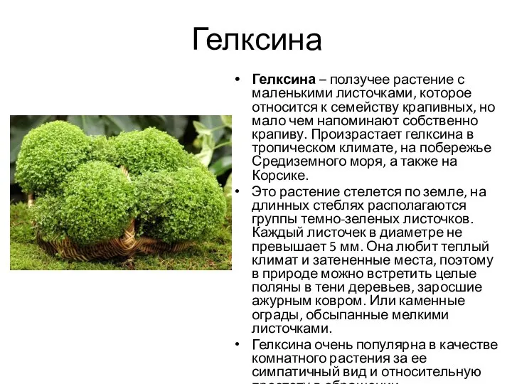 Гелксина Гелксина – ползучее растение с маленькими листочками, которое относится к семейству