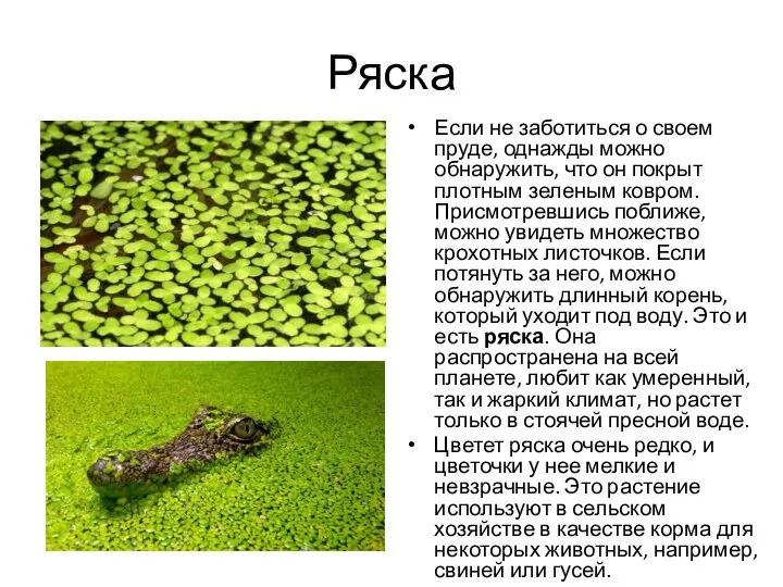 Ряска Если не заботиться о своем пруде, однажды можно обнаружить, что он