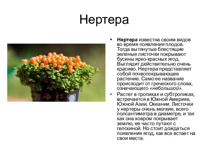 Нертера Нертера известна своим видов во время появления плодов. Тогда вытянутые блестящие