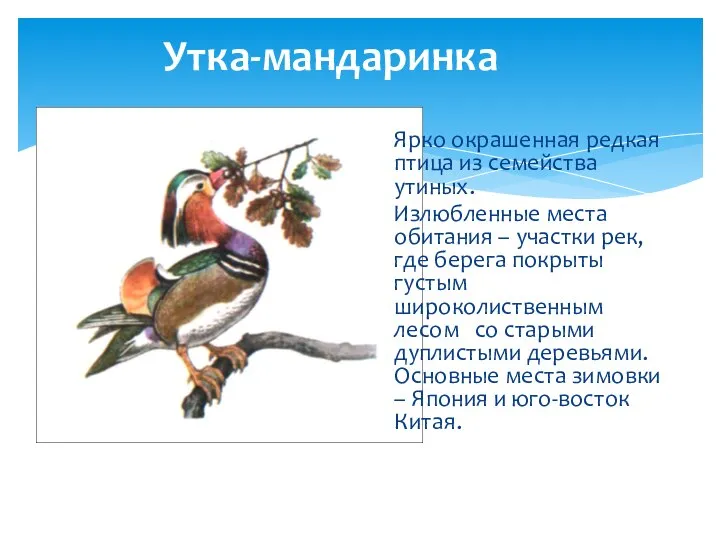Утка-мандаринка Ярко окрашенная редкая птица из семейства утиных. Излюбленные места обитания –