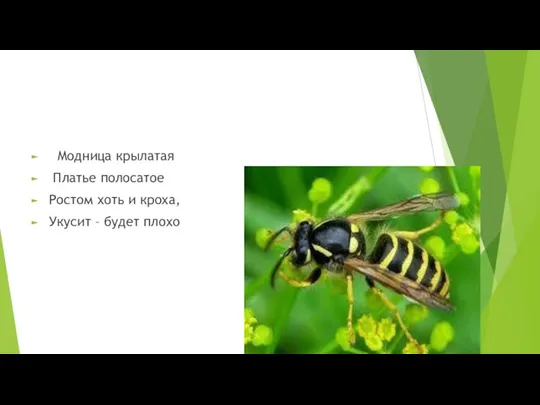 Модница крылатая Платье полосатое Ростом хоть и кроха, Укусит – будет плохо