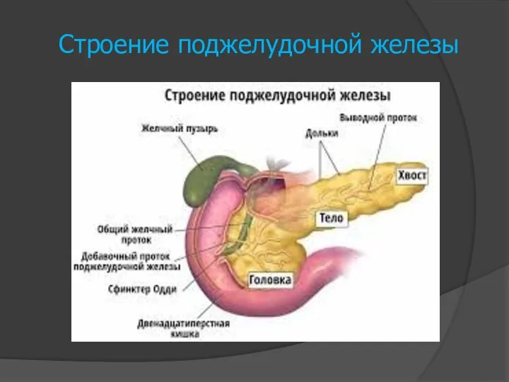 Строение поджелудочной железы