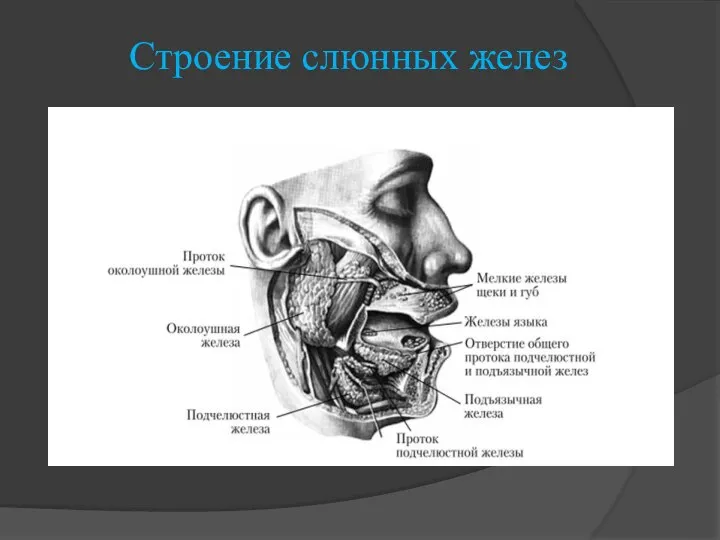 Строение слюнных желез