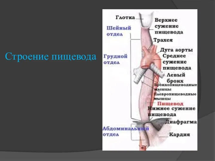 Строение пищевода