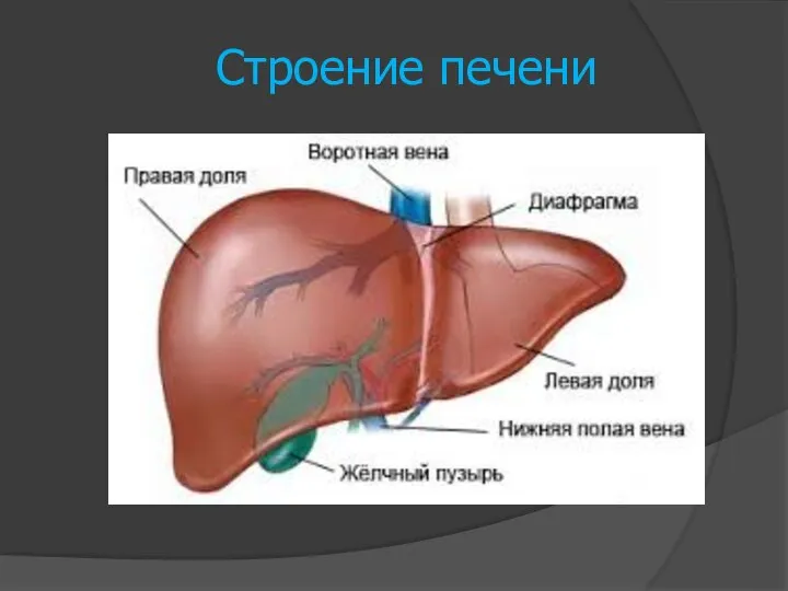 Строение печени