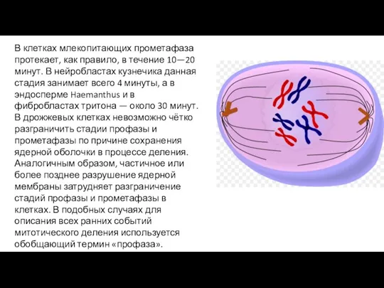 В клетках млекопитающих прометафаза протекает, как правило, в течение 10—20 минут. В