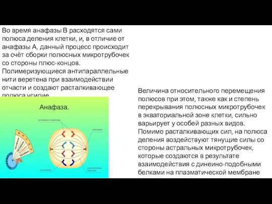 Во время анафазы В расходятся сами полюса деления клетки, и, в отличие