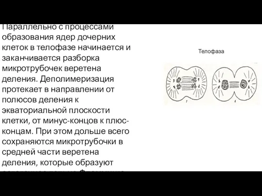 Параллельно с процессами образования ядер дочерних клеток в телофазе начинается и заканчивается