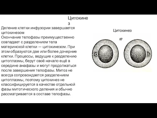 Деление клетки инфузории завершается цитокинезом Окончание телофазы преимущественно совпадает с разделением тела