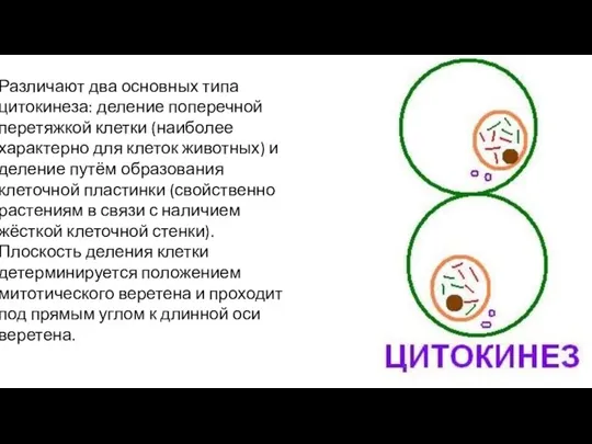 Различают два основных типа цитокинеза: деление поперечной перетяжкой клетки (наиболее характерно для