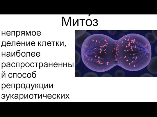 непрямое деление клетки, наиболее распространенный способ репродукции эукариотических клеток Мито́з