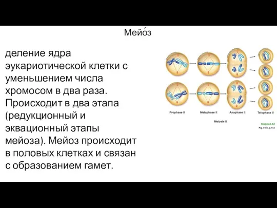 деление ядра эукариотической клетки с уменьшением числа хромосом в два раза. Происходит