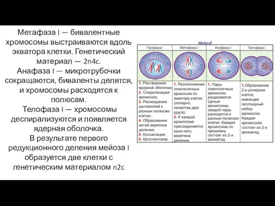 Метафаза I — бивалентные хромосомы выстраиваются вдоль экватора клетки. Генетический материал —