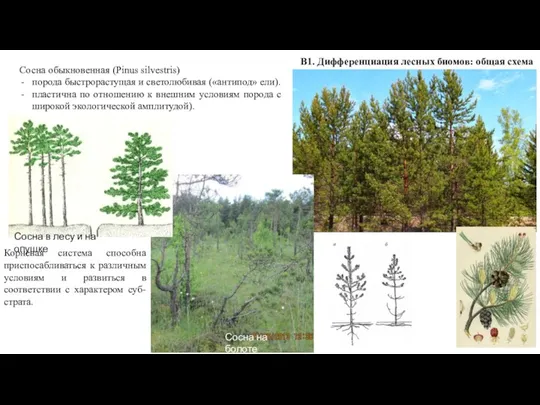 В1. Дифференциация лесных биомов: общая схема Сосна обыкновенная (Pinus silvestris) порода быстрорастущая