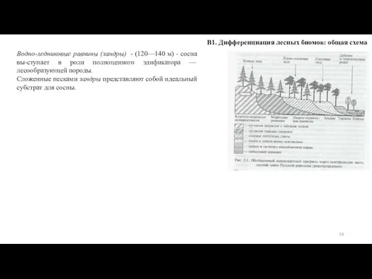 В1. Дифференциация лесных биомов: общая схема Водно-ледниковые равнины (зандры) - (120—140 м)