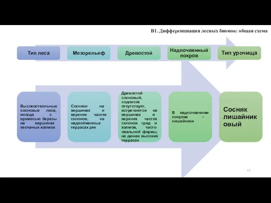 В1. Дифференциация лесных биомов: общая схема