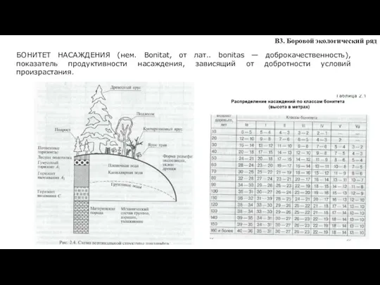 В3. Боровой экологический ряд БОНИТЕТ НАСАЖДЕНИЯ (нем. Bonitat, от лат.. bonitas —