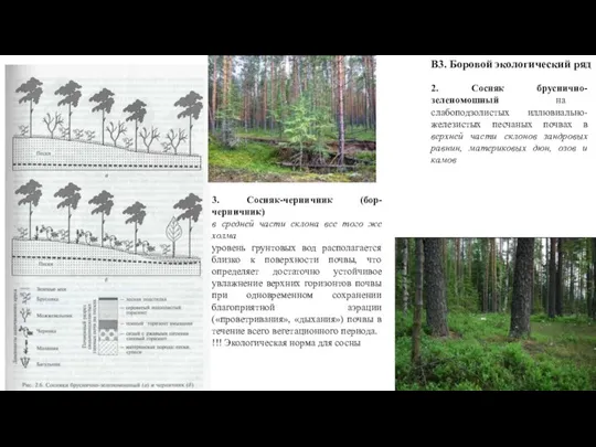 В3. Боровой экологический ряд 2. Сосняк бруснично-зеленомошный на слабоподзолистых иллювиально-железистых песчаных почвах