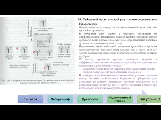 В4. Суборевый экологический ряд — елово-сосновые леса Суборь/подбор Озерно-ледниковая равнину - в