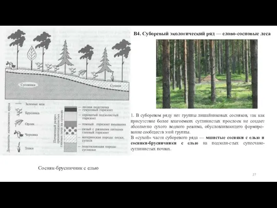 В4. Суборевый экологический ряд — елово-сосновые леса Сосняк-брусничник с елью 1. В