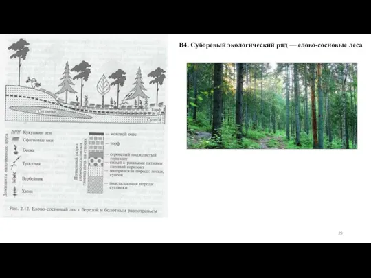 В4. Суборевый экологический ряд — елово-сосновые леса