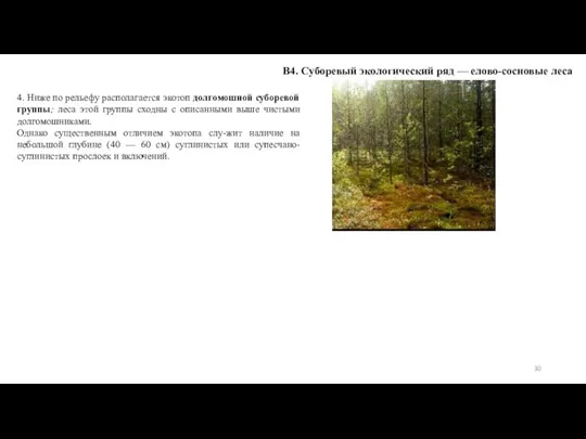 В4. Суборевый экологический ряд — елово-сосновые леса 4. Ниже по рельефу располагается
