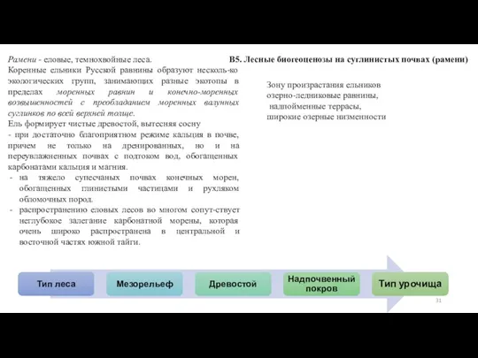 В5. Лесные биогеоценозы на суглинистых почвах (рамени) Рамени - еловые, темнохвойные леса.