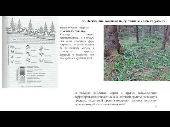 В5. Лесные биогеоценозы на суглинистых почвах (рамени) экологическая «норма» — ельника-кисличник. Кислица
