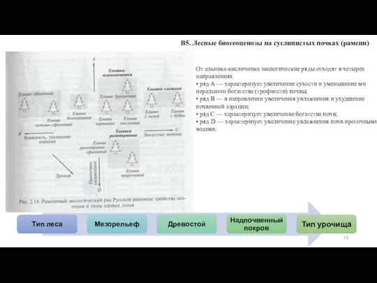 В5. Лесные биогеоценозы на суглинистых почвах (рамени) От ельника-кисличника экологические ряды отходят