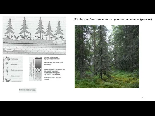 В5. Лесные биогеоценозы на суглинистых почвах (рамени)