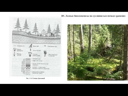 В5. Лесные биогеоценозы на суглинистых почвах (рамени)