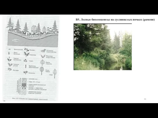 В5. Лесные биогеоценозы на суглинистых почвах (рамени)