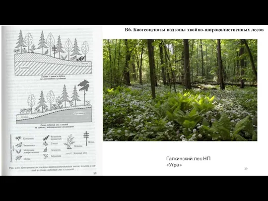 В6. Биогеоценозы подзоны хвойно-широколиственных лесов Галкинский лес НП «Угра»