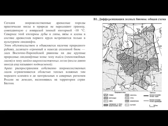 В1. Дифференциация лесных биомов: общая схема Сегодня широколиственные древесные породы практически нигде