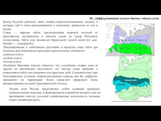 В1. Дифференциация лесных биомов: общая схема Центр Русской равнины занят хвойно-широколиственными лесами,